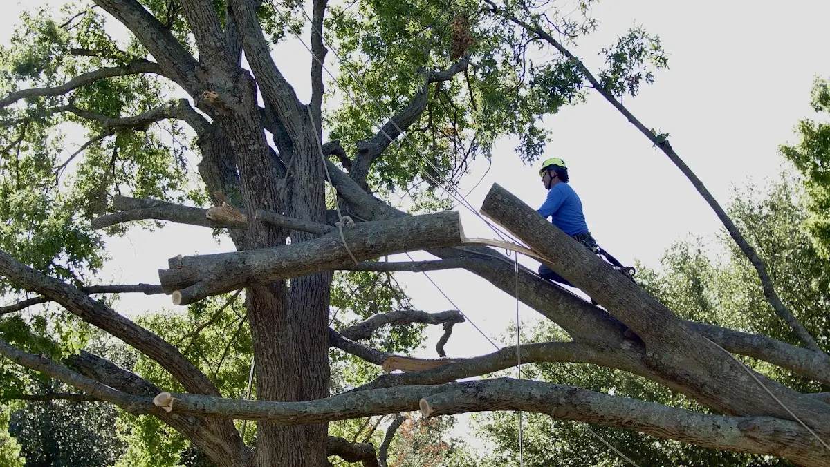 Professional Crown Thinning performed by certified arborists in Hope