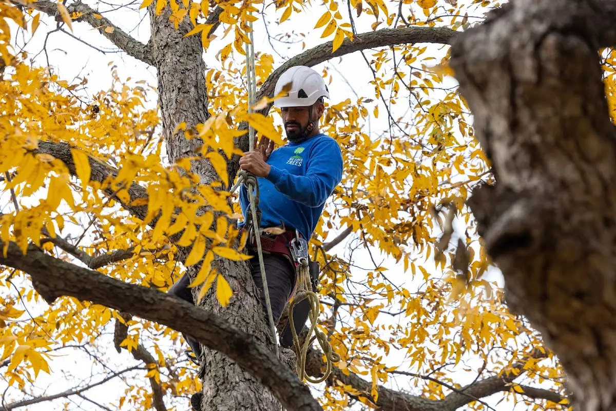 Skilled Tree Transplanting crew working in Hope
